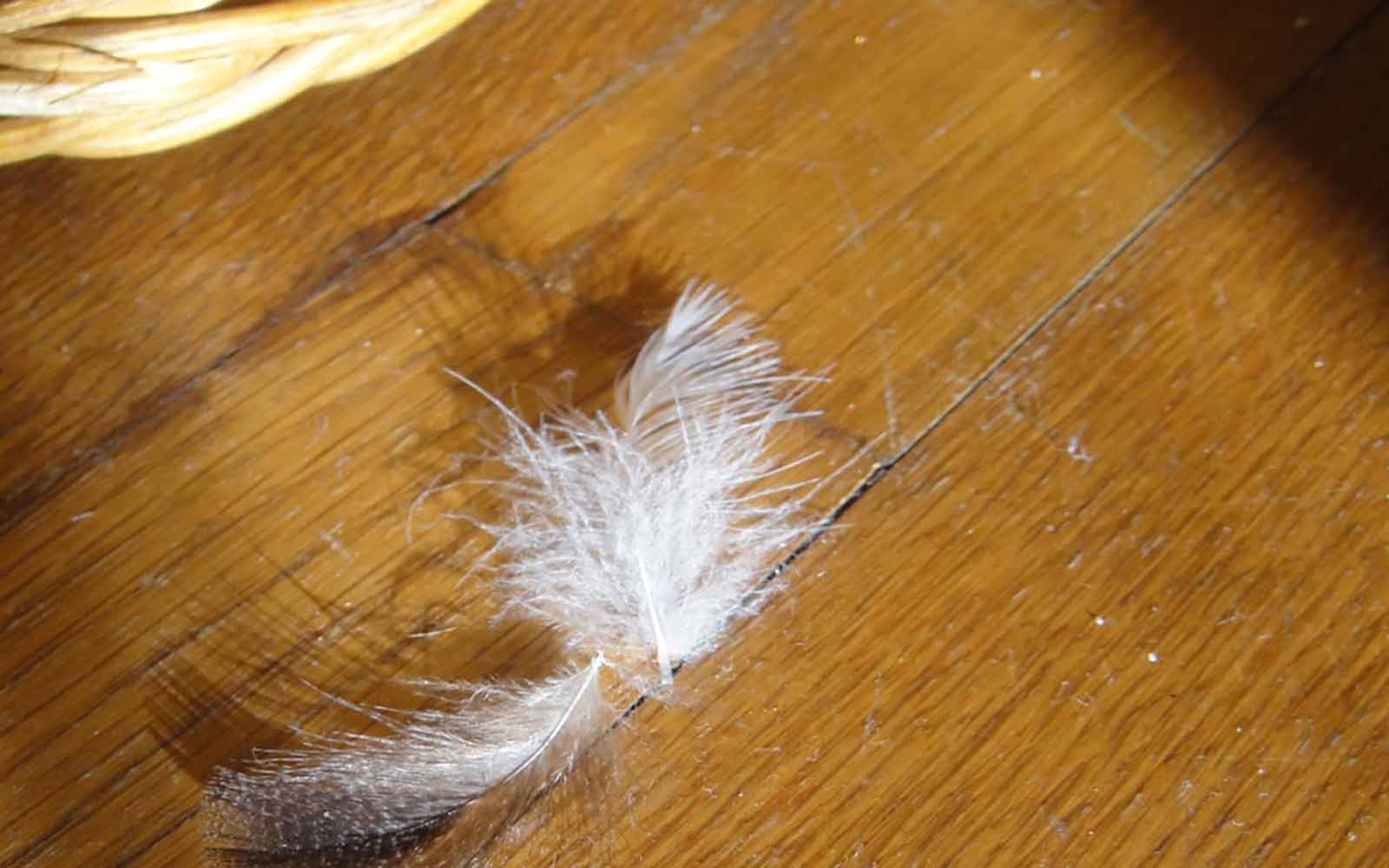 What’s in a feather step? | DanceArchives